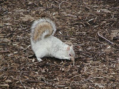 Squirrel of Justice!