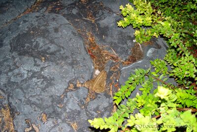Frog.