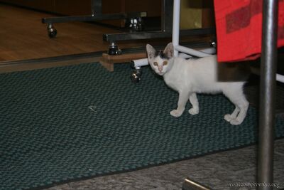 bh_tokyo_2007_128.jpg