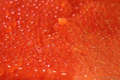 bh_tokyo_2007_233.jpg