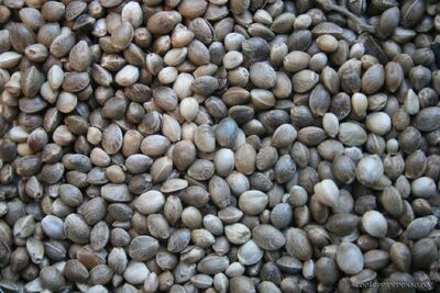 Hemp Seeds.