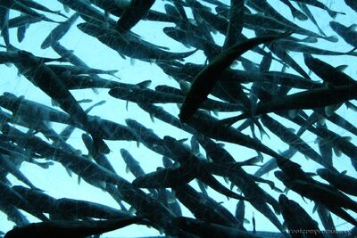 bh_seattle_2005_010.jpg