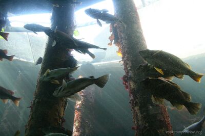 bh_seattle_2005_012.jpg
