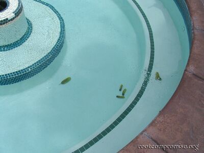 Pickles in the hot tub?