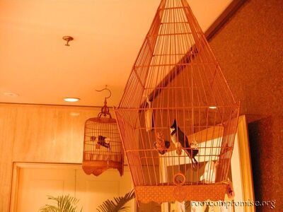 There were bird cages throughout the lobby area of the hotel and when they sang it would carry through the entire hotel.  It too