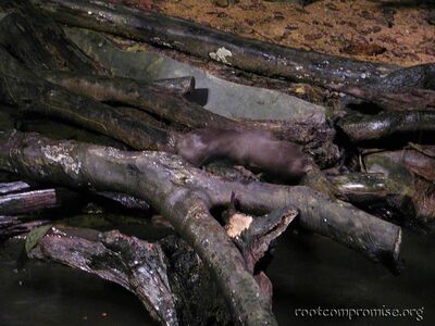 An otter.