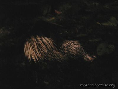 Porcupine.