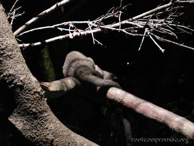 Long Tailed something or other.