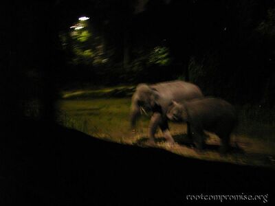 Asian Elephants.