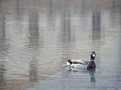 Lovre Duck!