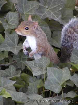 A Squirrel.