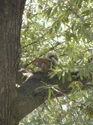 In the traditional Squirrel pose.