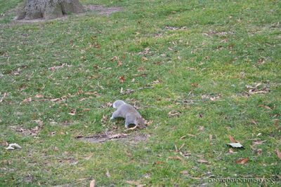 Squirrels run Washington D.C., not Politicians.