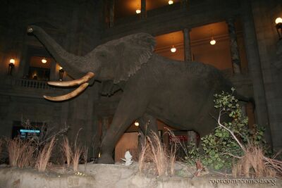 The Smithsonian Museum of Natural History.