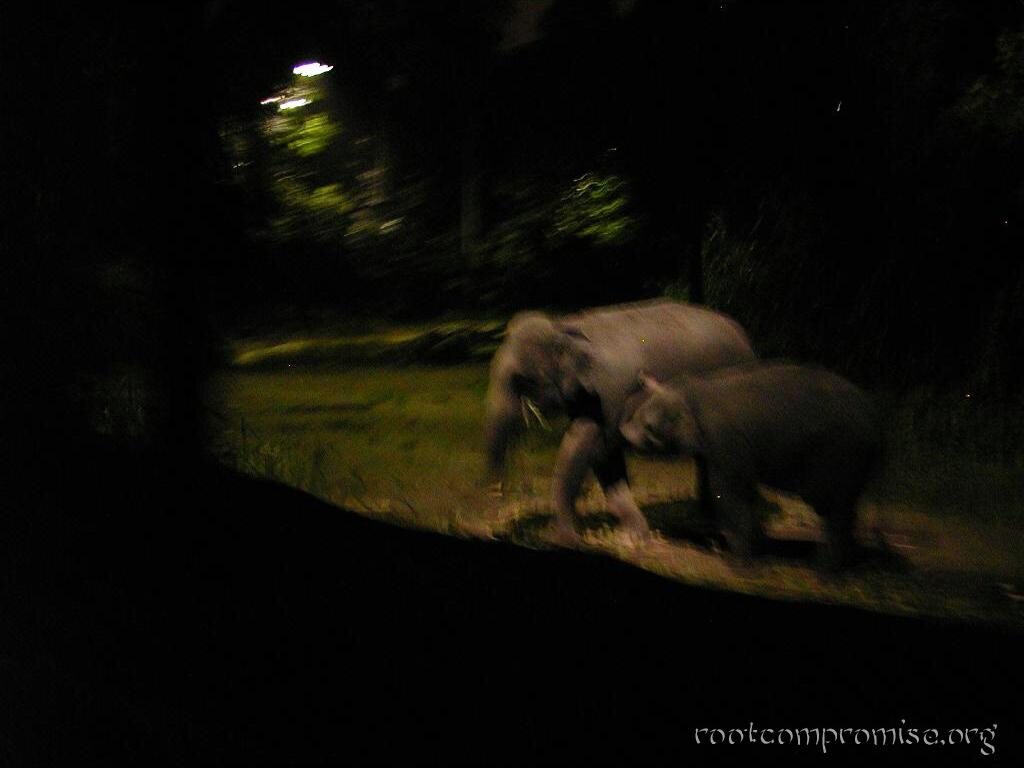 Asian Elephants.