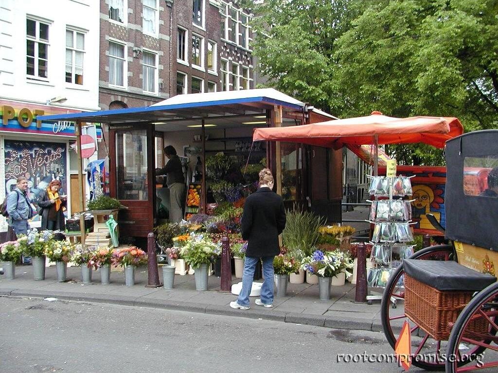 www.amsterdamtulips.nl