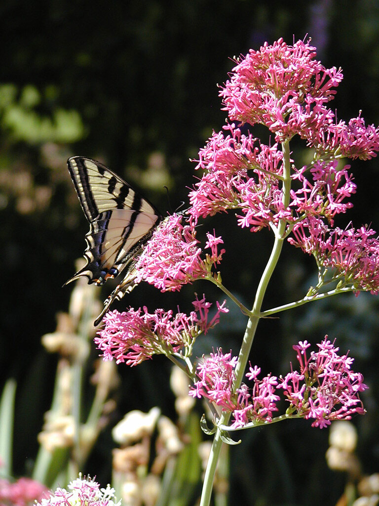 Butterfly in June.