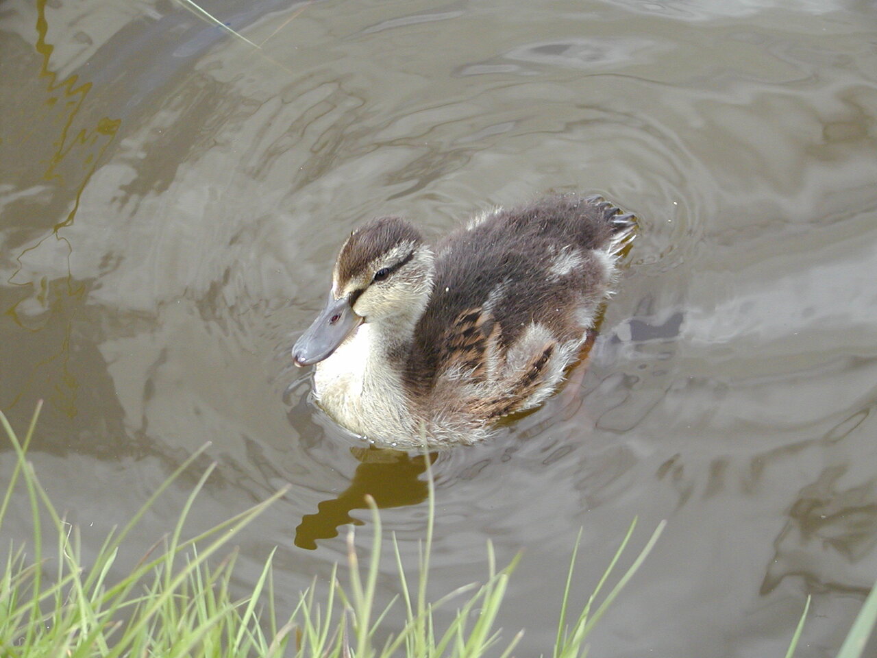 Baby Duck, Holland.