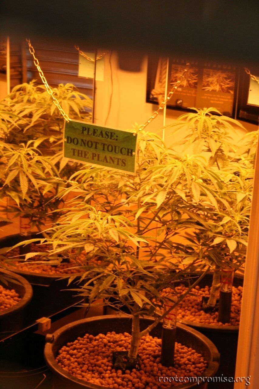 Weed!