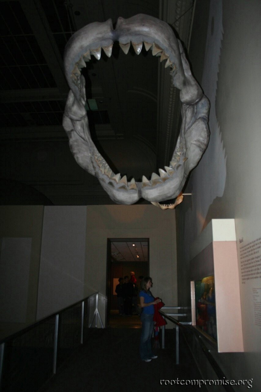 Megalodon Jaws.